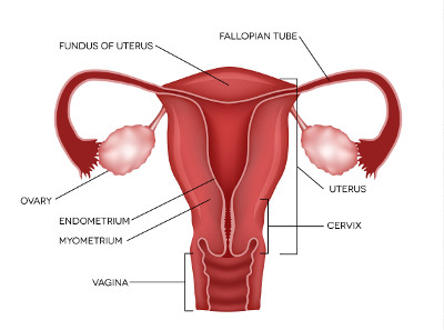 An image of the female reproductive system, with the fallopian tube, uterus, cervix, vagina, myometrium, endometrium, ovary and fundus of uterus annotated.