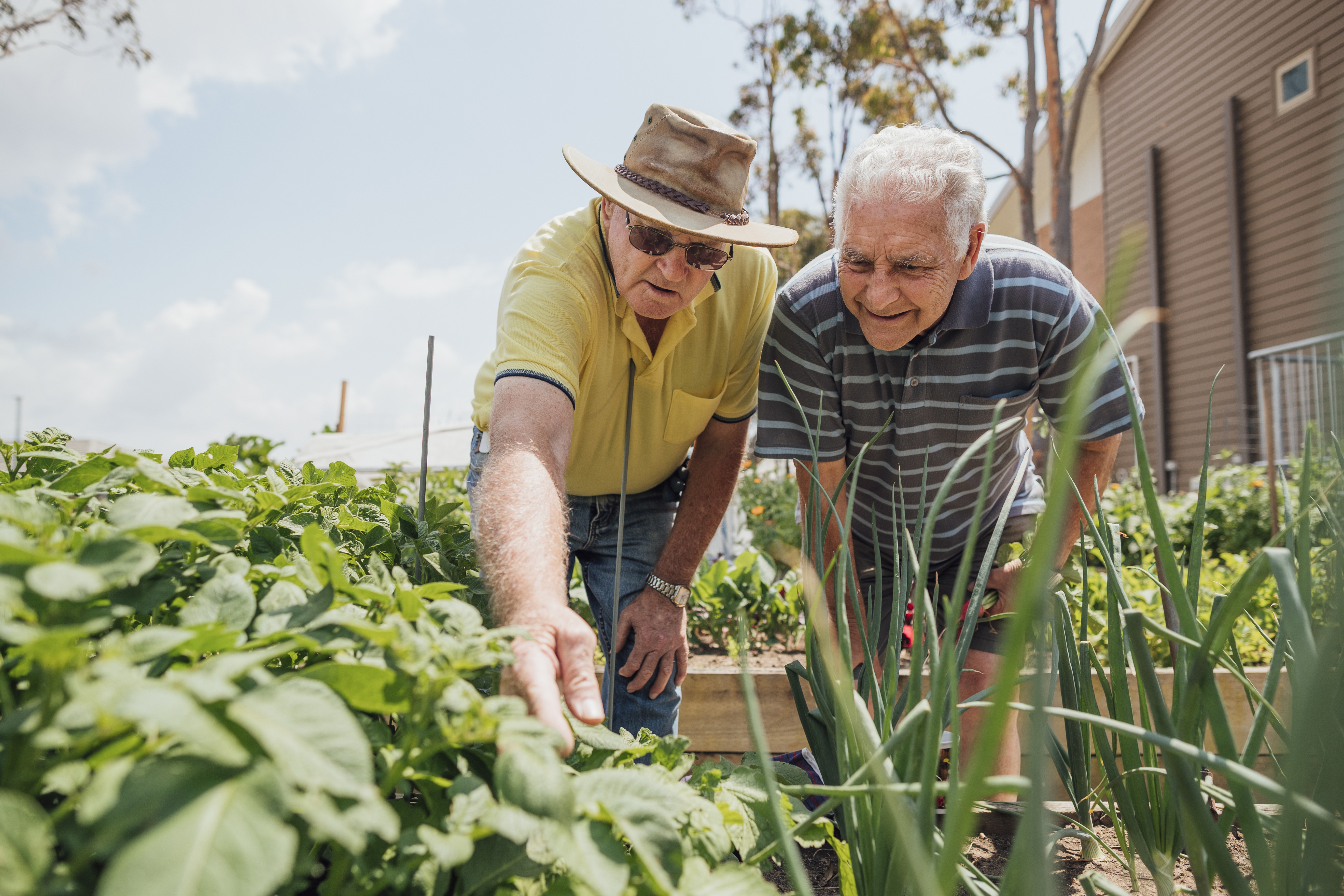 Two older men gardening in a veggie patch.