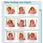 Thumbnail image of a poster outlining your baby's feeding cues and what they look like.