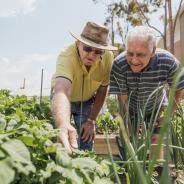 Two older men gardening in a veggie patch.
